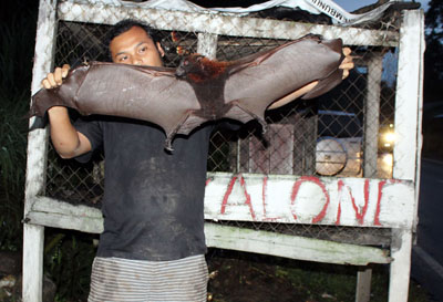 01a. Andreas Ginting showing his fruit bat_1