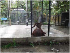 New orangutan cage - Mira Fantasia - Scorpion