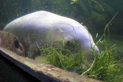 Dugong 2 copy