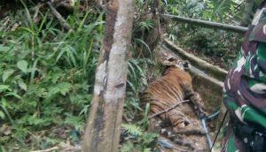 A Critically Endangered Tiger “Trapped” in Sumatra (July 10, 2017)