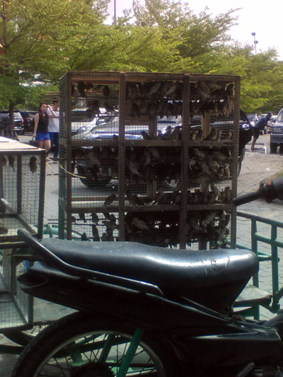 Bird sale in from of temple at Cemara Housing Compleks in Medan - 1 copy