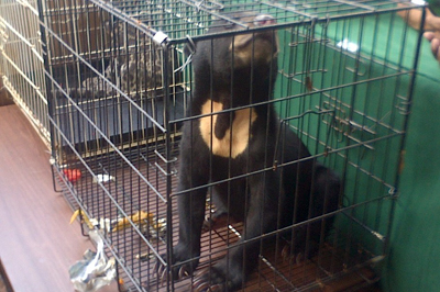 Jakarta globe picture copy