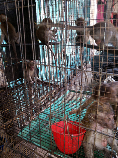 Pasar Bintang - illegal sale of wildlife copy