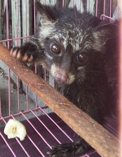 Pasar Bintang - illegal sale of wildlife copy
