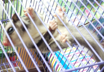 Pasar Bintang - wildlife on illegal sale 2 copy