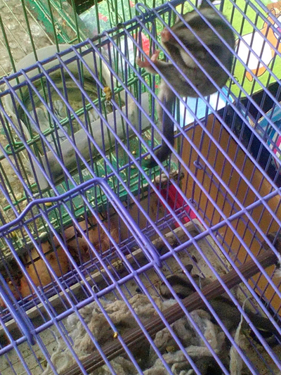 Pasar Bintang - wildlife on illegal sale copy