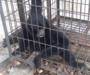 Siamang 000_1