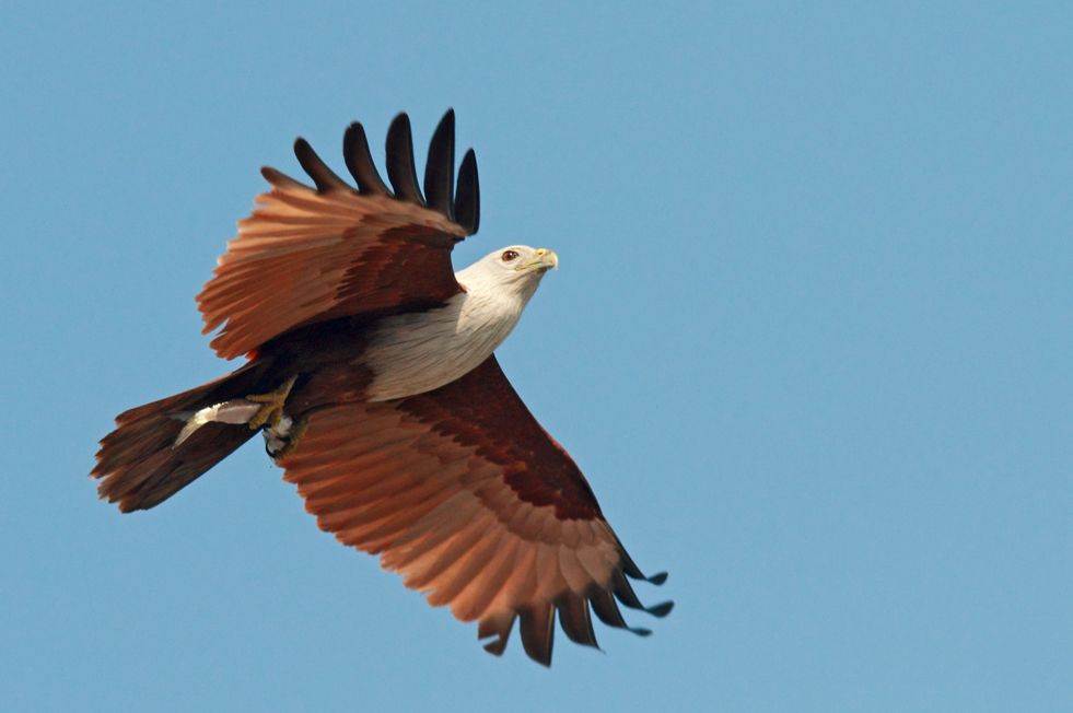 brahminy-kite