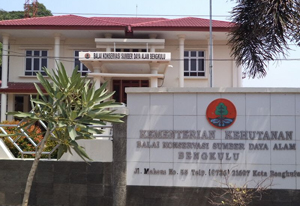 sumatran tiger BKSDA office